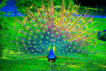 Peacock, grass, feathers, Colorful HD wallpaper