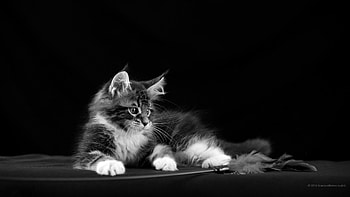 Full - beau fond dÃ©cran et fonds dÃ©cran pour ordinateur de bureau HD wallpaper