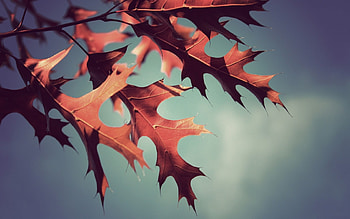 Leaves, blue, leaf, sky, nature, twig, tree HD wallpaper