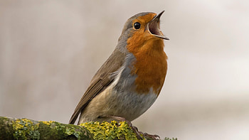 Singing, Robin (Bird) HD wallpaper
