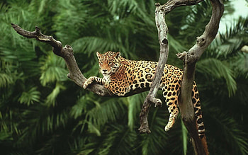 Leopard, Leopard , ER HD wallpaper