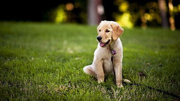 Labs , Popular choice, Stunning backgrounds, Canine beauty HD wallpaper