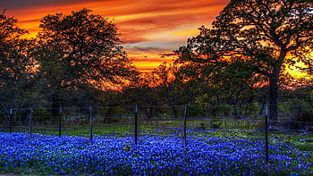 Glorious Sunset and Bluebonnets in Texas, trees, landscape, colors, clouds, flowers, sky, usa HD wallpaper