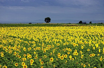 Sunflowers, beautiful, , field HD wallpaper