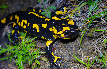 Colorful salamander close-ups, Wildlife captured in frames, Nature's beauty depicted, Animal eye HD wallpaper