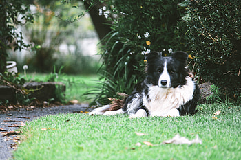 Animals, Lies, Dog, Spotted, Spotty, Border Collie HD wallpaper