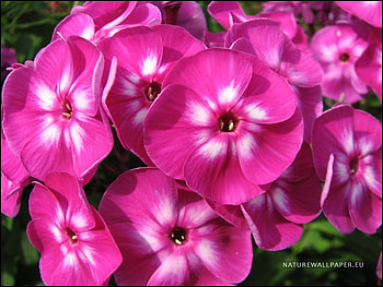 Lovely Pink Flowers., gorgeous, pink, flowers, lovely HD wallpaper