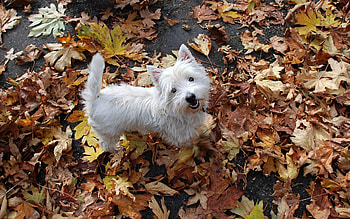 Animals, Autumn, Puppy, Foliage, From Above, Above HD wallpaper