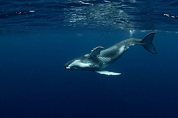 Blue Whale, Carcass, Namibia beach, Daily Sabah HD wallpaper