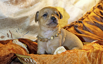 Animals, Decorations, Sit, Dog, Cloth, Puppy HD wallpaper