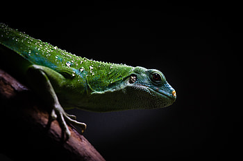 Animals, Dark, Lizard, Reptile HD wallpaper