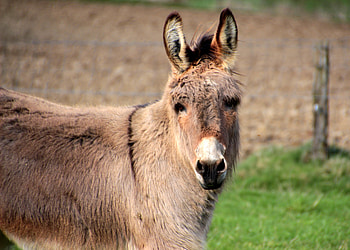Animals, Muzzle, Animal, Donkey HD wallpaper