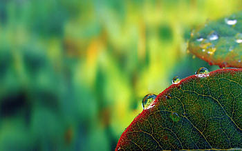 Leaves, Drops, Plant, Macro, Dew HD wallpaper