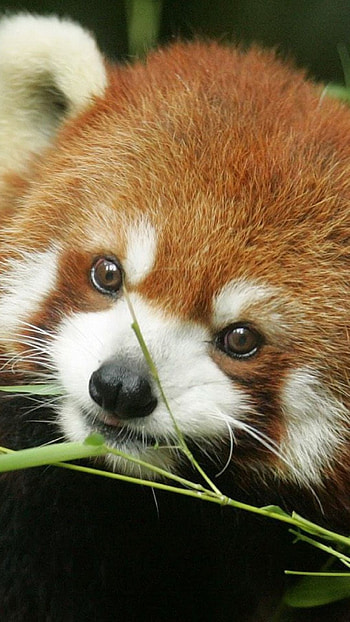 Red panda face, Grass-dwelling creature, Sony Xperia Z1, Samsung Galaxy S4 HD phone wallpaper