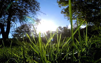 Nature, Trees, Grass, Sun, Greens, Morning HD wallpaper