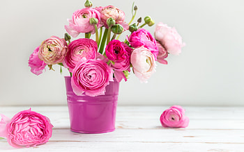 Ranunculus, bouquet, pink, flower, bucket HD wallpaper