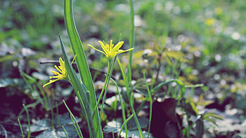 Leaves, Flower, Macro, Petals, Spring, Heat, Warmth HD wallpaper