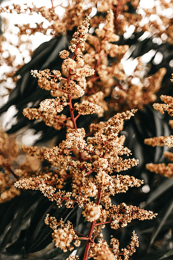 Flowers, Plant, Macro, Branch, Inflorescences, Inflorescence HD phone wallpaper
