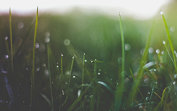 Grass, Macro, Glare, Shine, Light, Light Coloured HD wallpaper