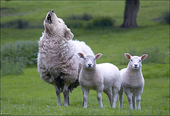 Wolf in Sheep's Clothing, Wolf, Allegory, Animal, Sheep HD wallpaper