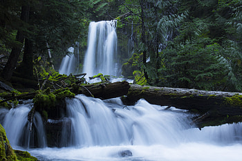 Nature, Trees, Waterfall, Forest, Moss HD wallpaper