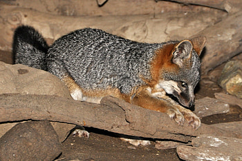 Gray Fox, Urocyon littoralis species, Island gray fox, Coastal fox variation HD wallpaper
