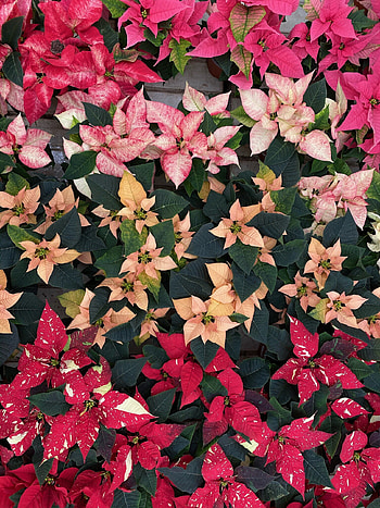 Grtneri pause, Seasonal treasure, Poinsettia graphy, Plant enthusiast HD phone wallpaper