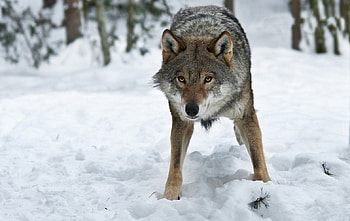 i think i trust you, winter, dog, canis lupus, lone wolf, wolf, howling, snow, the pack, mythical, white, timber, wolves, grey, lobo, grey wolf, nature, canine, friendship, arctic, solitude, black, wolf pack, insnow, , wild animal black, wolfrunning, abstract, pack, majestic, howl, beautiful, spirit, wolf HD wallpaper