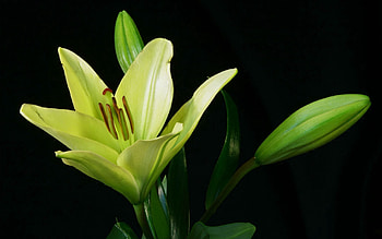 Flowers, Plant, Bud, Lily HD wallpaper