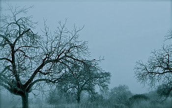 Winter BlueZ, landscape, winter, trees, snow HD wallpaper