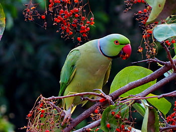 A striking green parakeet feasts on red berries, perched on a tree branch in a lush environment. HD wallpaper