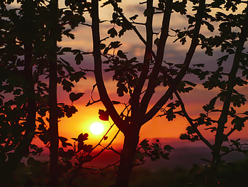 Nature, Sunset, Wood, Tree, Blur, Smooth, Branches HD wallpaper