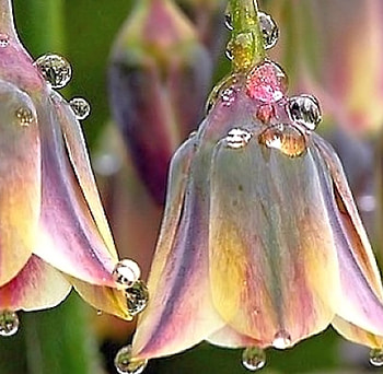 Dew Bells, Flowers, Nature, pretty, dew HD wallpaper