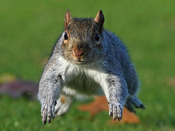 Flying Squirrel, cool, flying, , squirrel HD wallpaper
