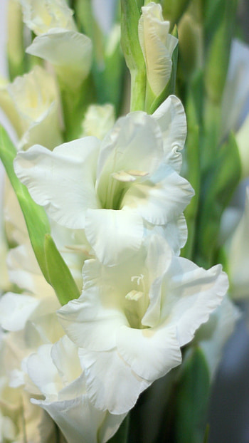 Gladioli, White HD phone wallpaper