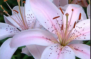 White Lilies, white, flowers, lovely, lilies HD wallpaper