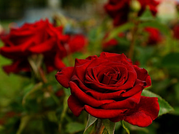 Plants, Flowers, Roses HD wallpaper