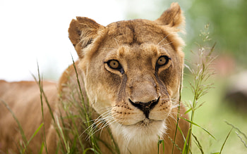 Animals, Grass, Muzzle, Lion HD wallpaper