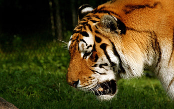 Animals, Muzzle, Striped, Predator, Tiger HD wallpaper
