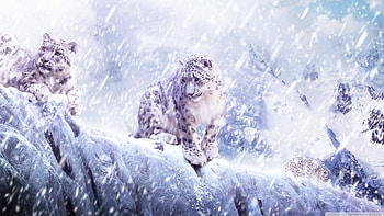 Animals, Snow Leopard HD wallpaper