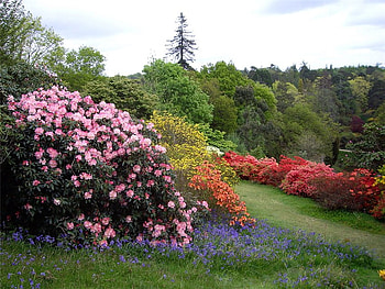 beautiful garden, rhododendrons, bushes, garden, nature, flowers, grass HD wallpaper