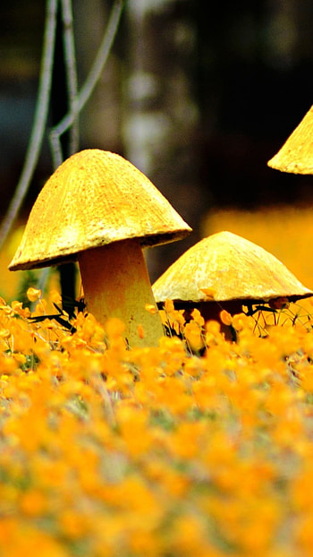 A Yellow, Mushrooms, Yellow Nature HD phone wallpaper
