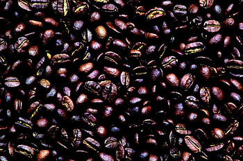 Coffee - The Beans of Life, natural, plant, grown, coffee, nature, beans HD wallpaper