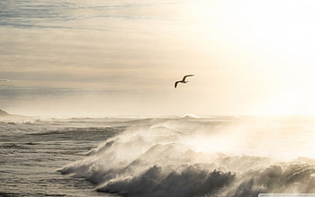 Sea Storm, Waves, Storm, Gull, Sea HD wallpaper
