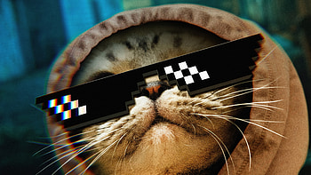 Cat Thug Life, cat, artist, artwork, digital-art HD wallpaper