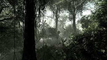 Mysterious allure, Oracle of nature, Captivating mysteries, Rainforest dreams HD wallpaper