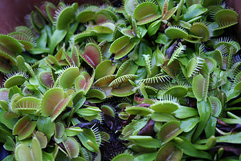 Plants, Nature, Texture, Greens, Flycatcher HD wallpaper