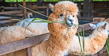 Alpaca and llama popularity, Growing alpaca community, Alpaca presence, Llama advancements HD wallpaper