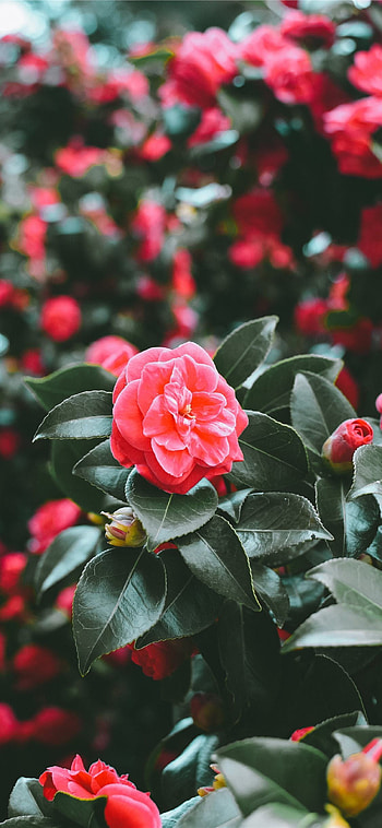 Camellia sasanqua backgrounds, Camellia sasanqua , , Backgrounds HD phone wallpaper