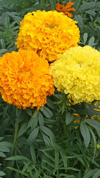 Marigold, Orange Yellow HD phone wallpaper
